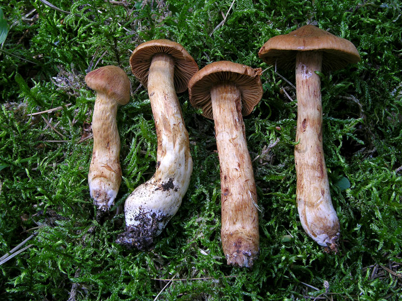 Cortinarius rubellus/C.orellanoides var. speciosissimus